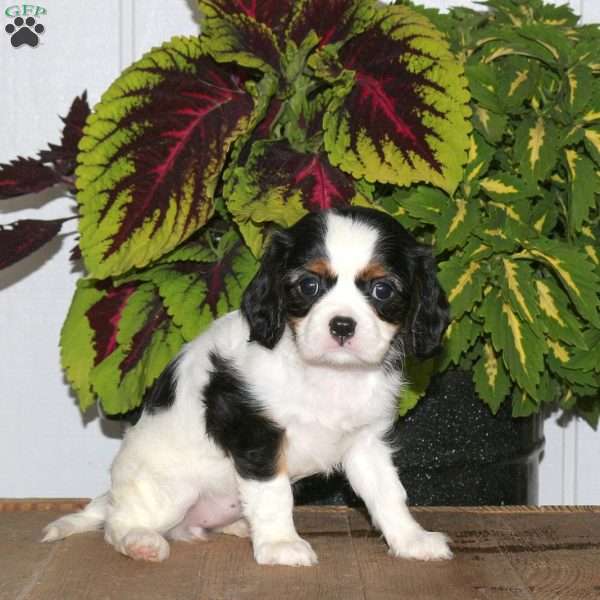 Fiona, Cavalier King Charles Spaniel Puppy