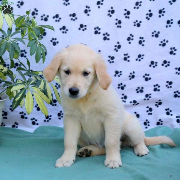Fiona, Golden Retriever Puppy