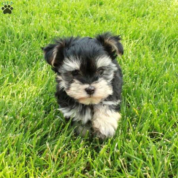 Fiona, Morkie / Yorktese Puppy