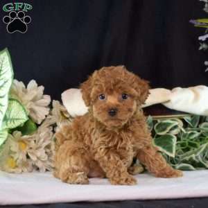 Fiona, Toy Poodle Puppy