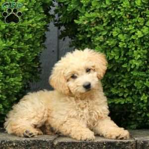 Fiona, Mini Goldendoodle Puppy