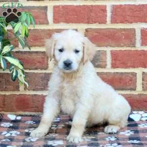 Fiona, Golden Retriever Puppy