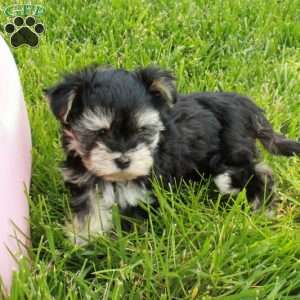 Fiona, Morkie / Yorktese Puppy