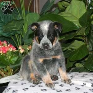 Fiona, Blue Heeler – Australian Cattle Dog Puppy