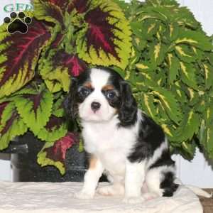 Fiona, Cavalier King Charles Spaniel Puppy