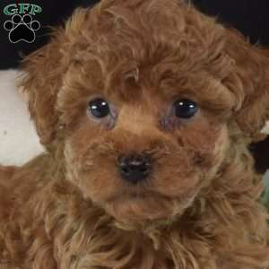 Fiona, Toy Poodle Puppy