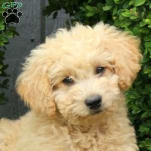Fiona, Mini Goldendoodle Puppy