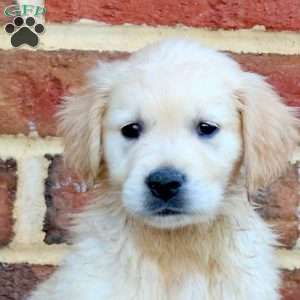 Fiona, Golden Retriever Puppy