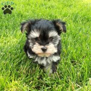 Fiona, Morkie / Yorktese Puppy
