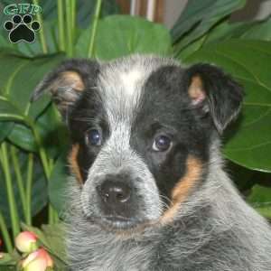 Fiona, Blue Heeler – Australian Cattle Dog Puppy