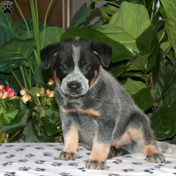 Flash, Blue Heeler – Australian Cattle Dog Puppy