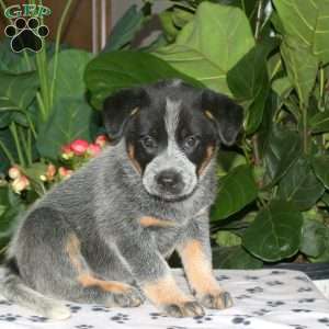 Flash, Blue Heeler – Australian Cattle Dog Puppy