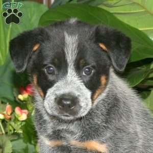 Flash, Blue Heeler – Australian Cattle Dog Puppy