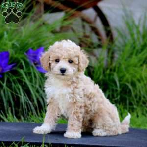 Flash, Miniature Poodle Puppy