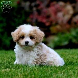 Flash, Cavachon Puppy