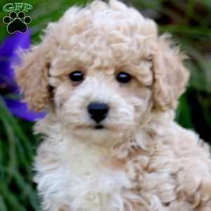 Flash, Miniature Poodle Puppy