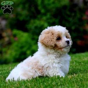 Flash, Cavachon Puppy