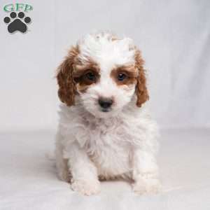 Fletcher, Cavapoo Puppy