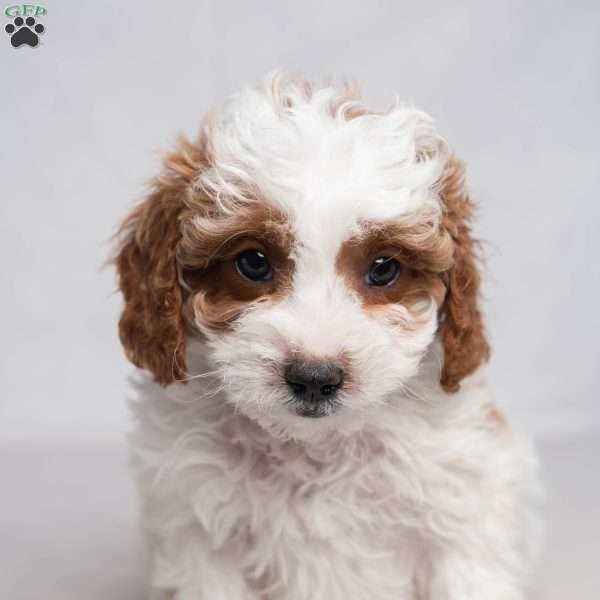 Fletcher, Cavapoo Puppy