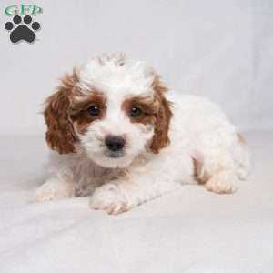 Fletcher, Cavapoo Puppy