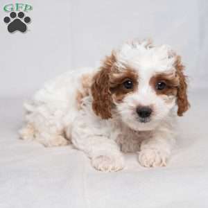 Fletcher, Cavapoo Puppy