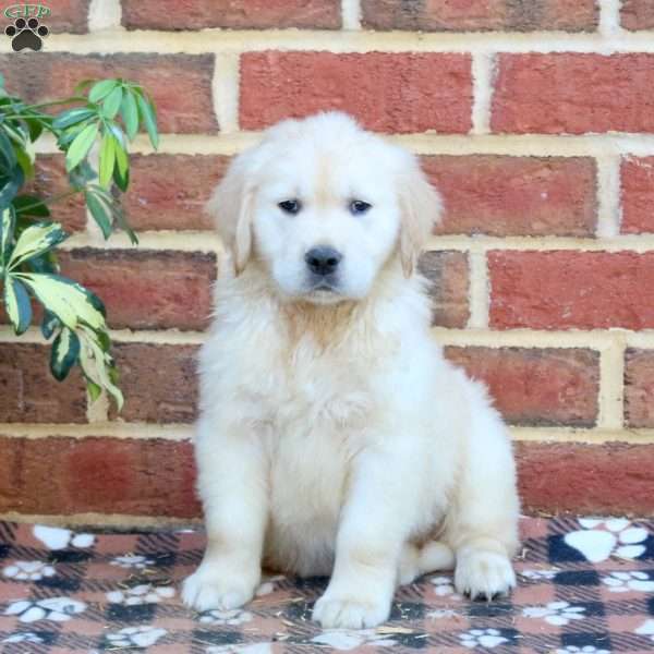 Fletcher, Golden Retriever Puppy