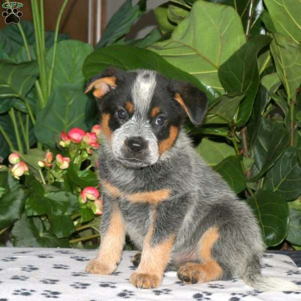 Fletcher, Blue Heeler – Australian Cattle Dog Puppy