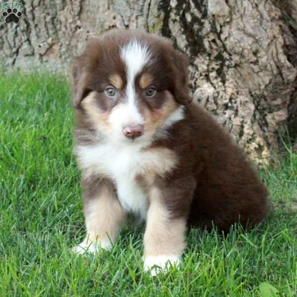 Fletcher, Australian Shepherd Puppy