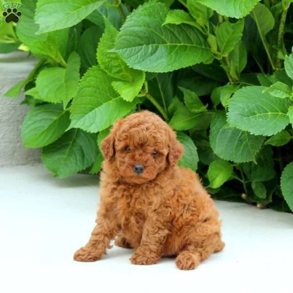 Fletcher, Toy Poodle Puppy