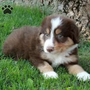Fletcher, Australian Shepherd Puppy
