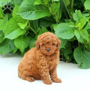 Fletcher, Toy Poodle Puppy
