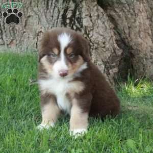 Fletcher, Australian Shepherd Puppy