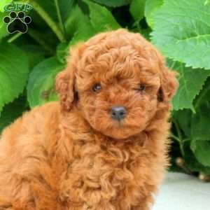Fletcher, Toy Poodle Puppy