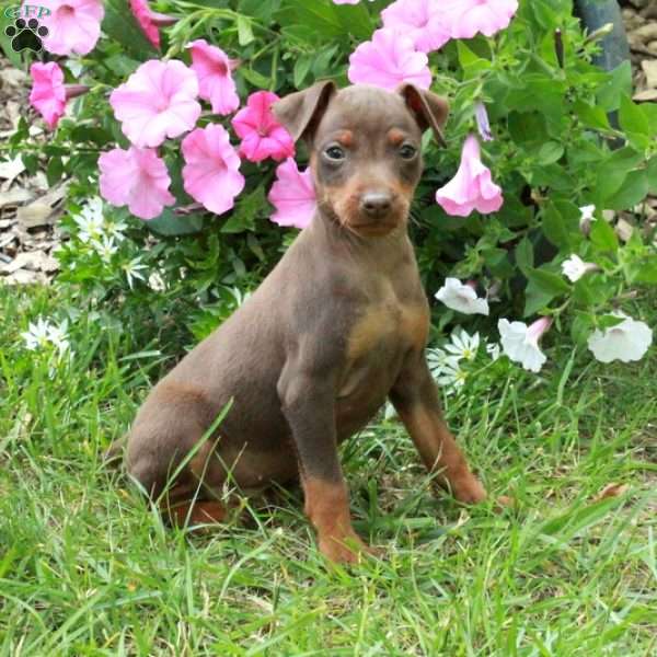 Flick, Miniature Pinscher Puppy
