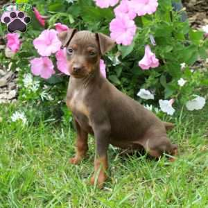 Flick, Miniature Pinscher Puppy