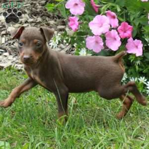 Flick, Miniature Pinscher Puppy