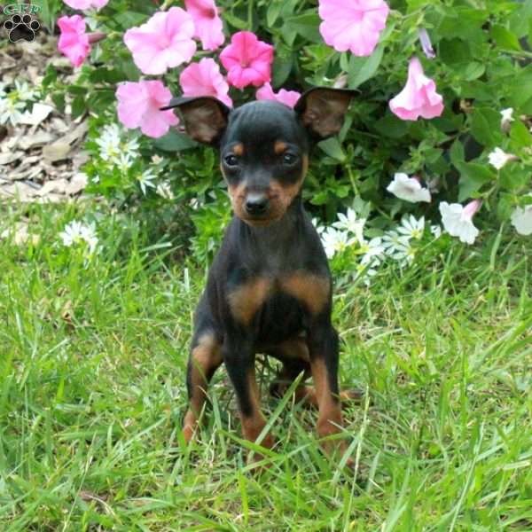 Flo, Miniature Pinscher Puppy