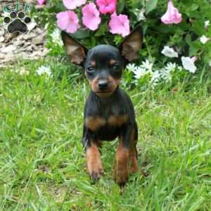 Flo, Miniature Pinscher Puppy