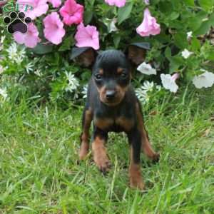 Flo, Miniature Pinscher Puppy