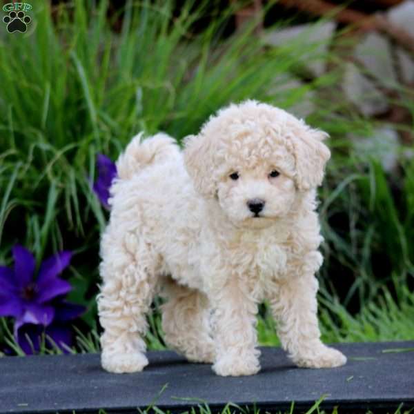 Flo, Miniature Poodle Puppy