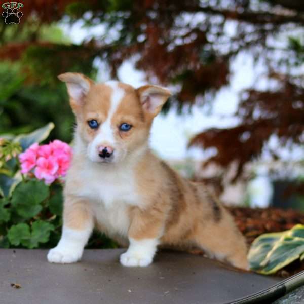 Flo, Pembroke Welsh Corgi Puppy