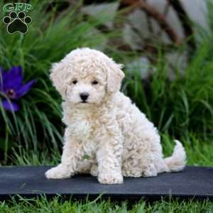 Flo, Miniature Poodle Puppy