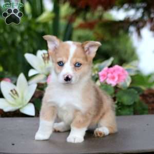 Flo, Pembroke Welsh Corgi Puppy