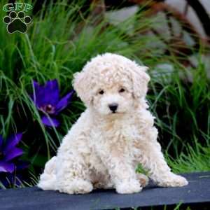 Flo, Miniature Poodle Puppy