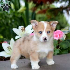 Flo, Pembroke Welsh Corgi Puppy