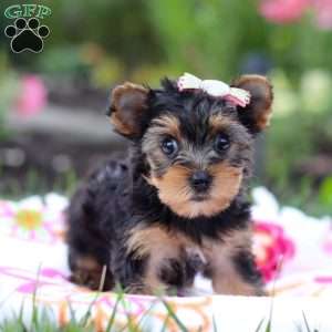 Flora, Yorkie Puppy