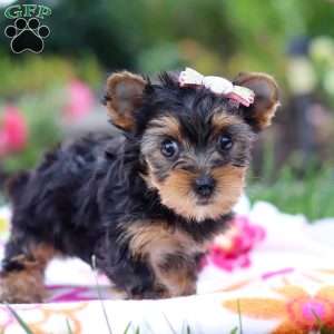 Flora, Yorkie Puppy