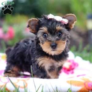 Flora, Yorkie Puppy