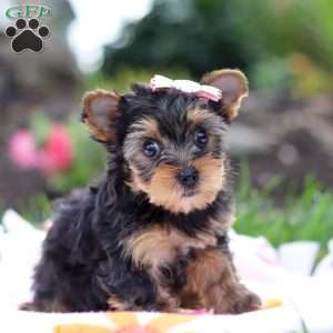 Flora, Yorkie Puppy