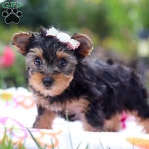 Flora, Yorkie Puppy